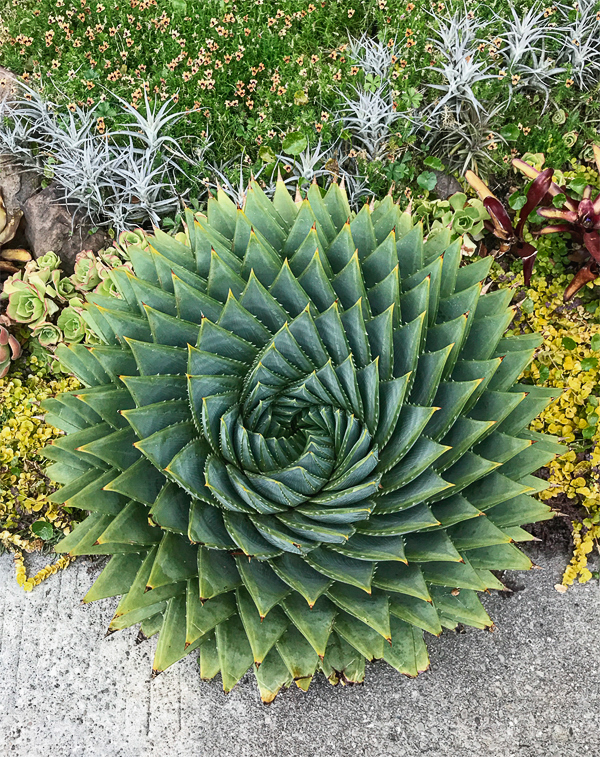 Aloe polyphylla [swirl]