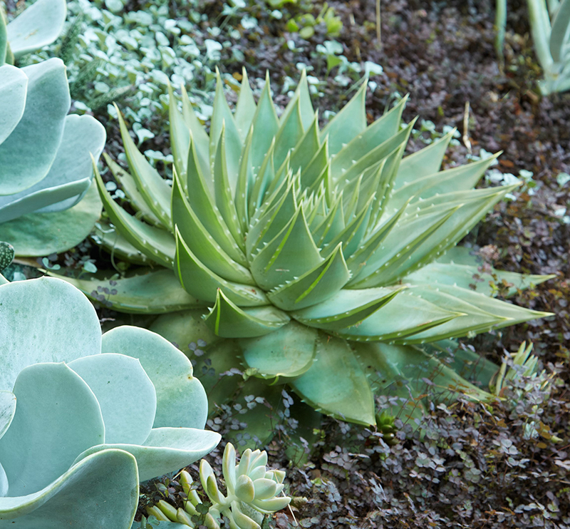 Aloe polyphylla [swirl]