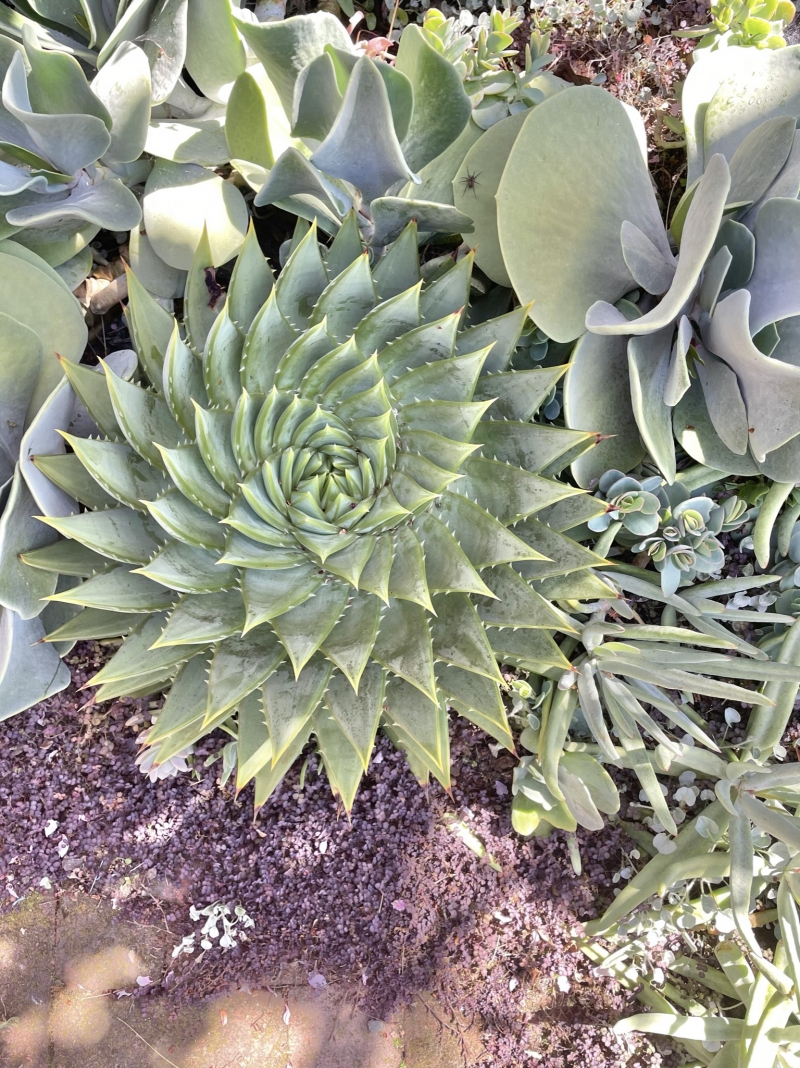 Aloe polyphylla [swirl]