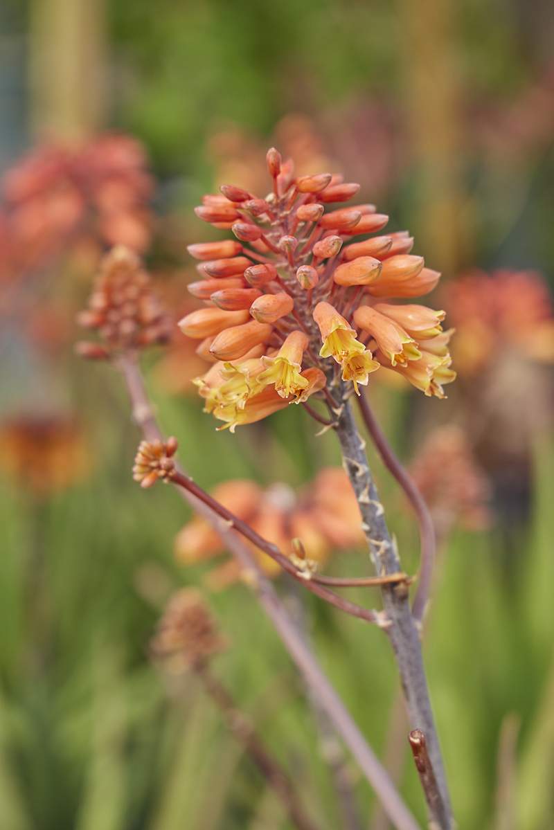 Aloe 'Rooikappie'