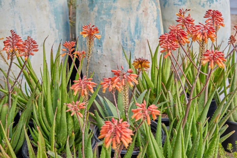 Aloe 'Rooikappie'