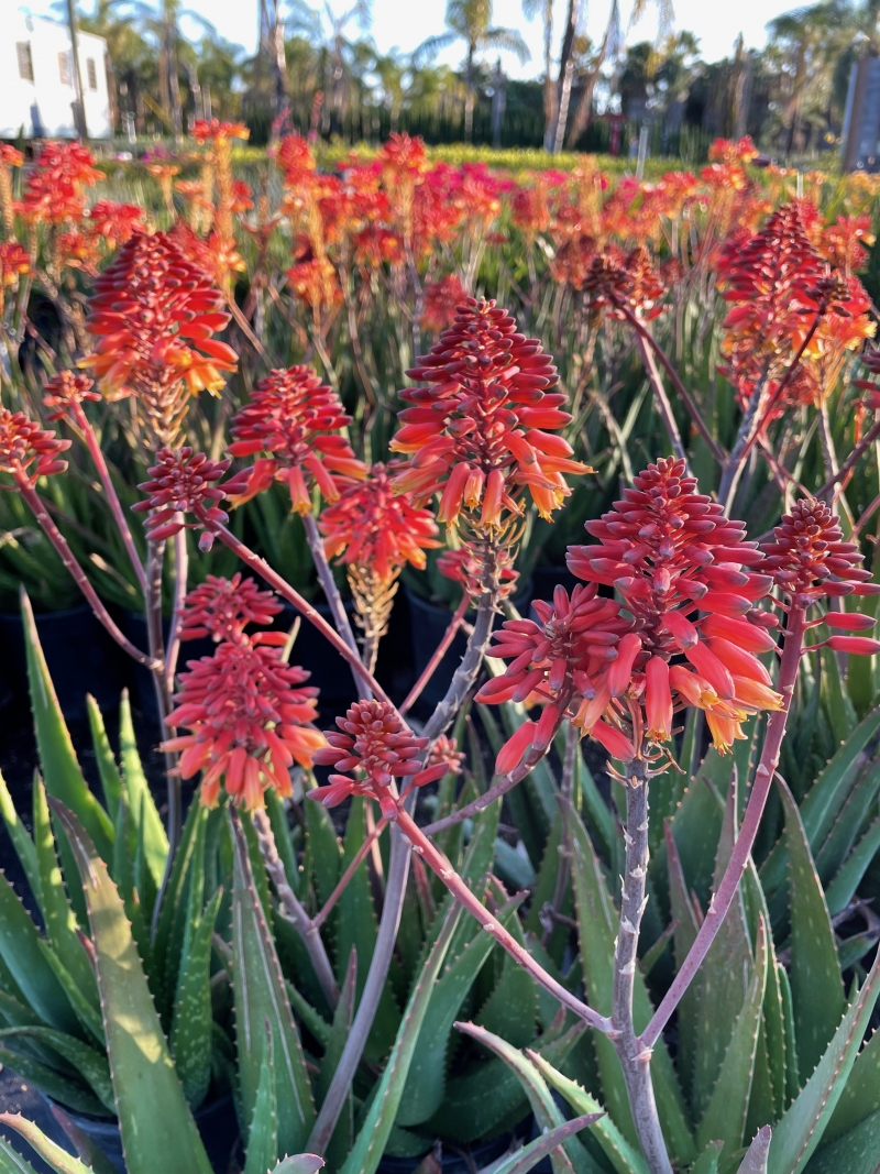 Aloe 'Rooikappie'