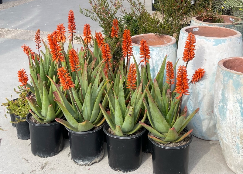 Aloe 'Safari Orange'