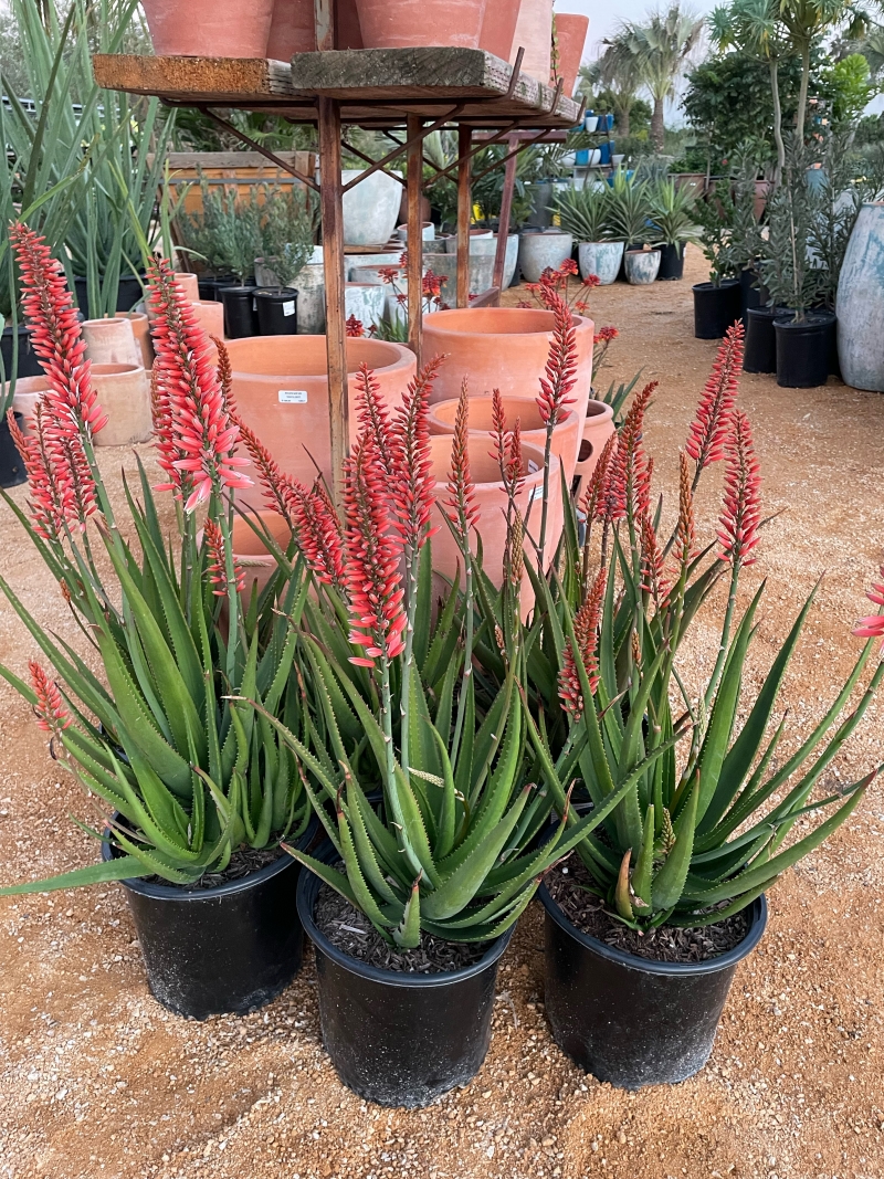 Aloe 'Safari Rose'