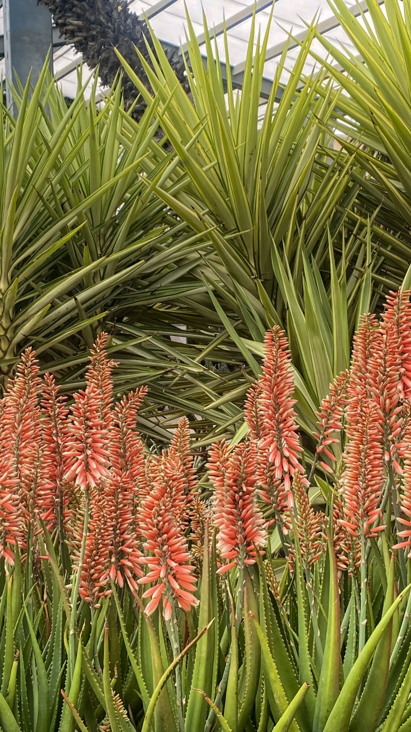 Aloe 'Safari Rose'