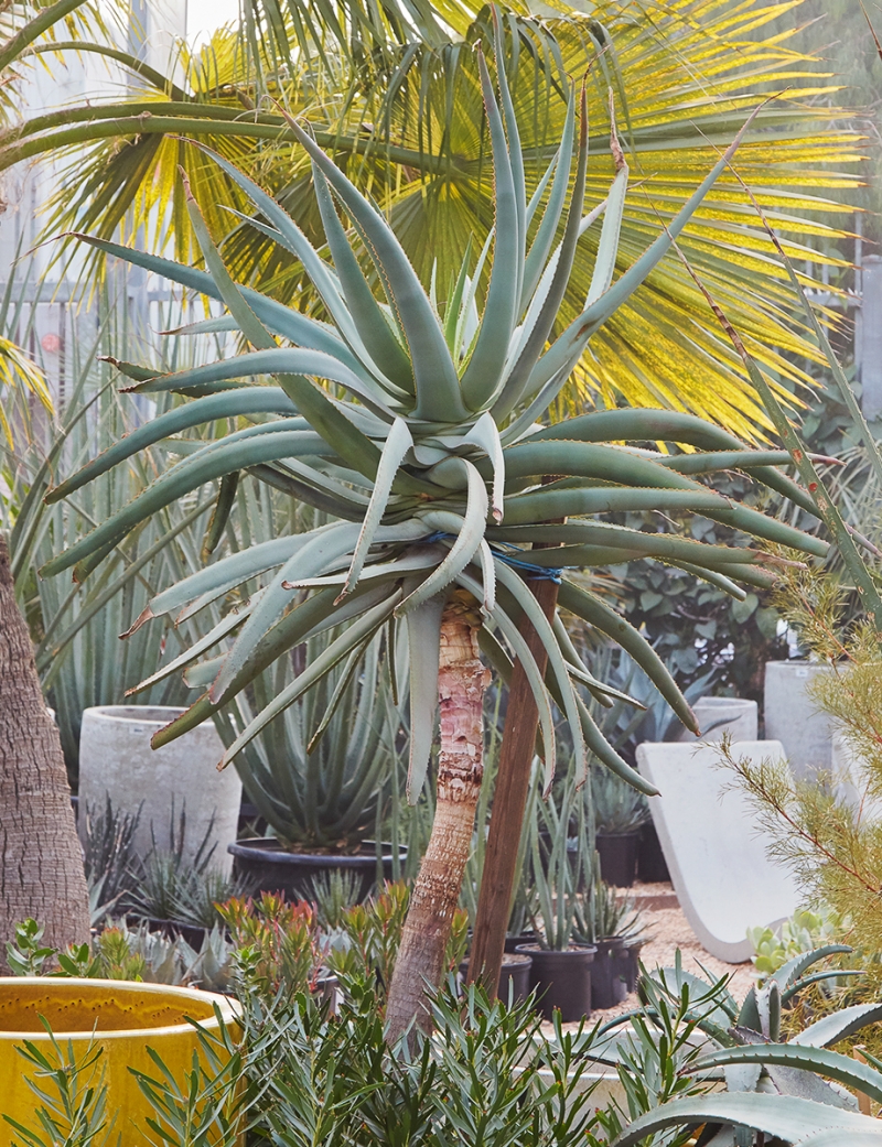 Aloe speciosa