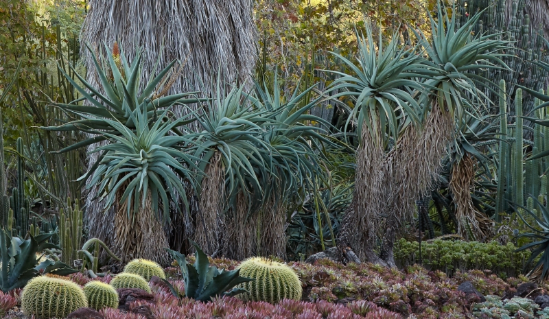 Aloe speciosa