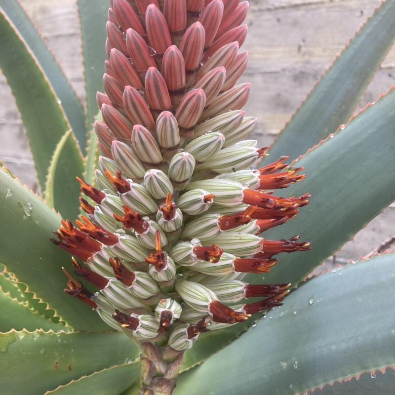 Aloe speciosa