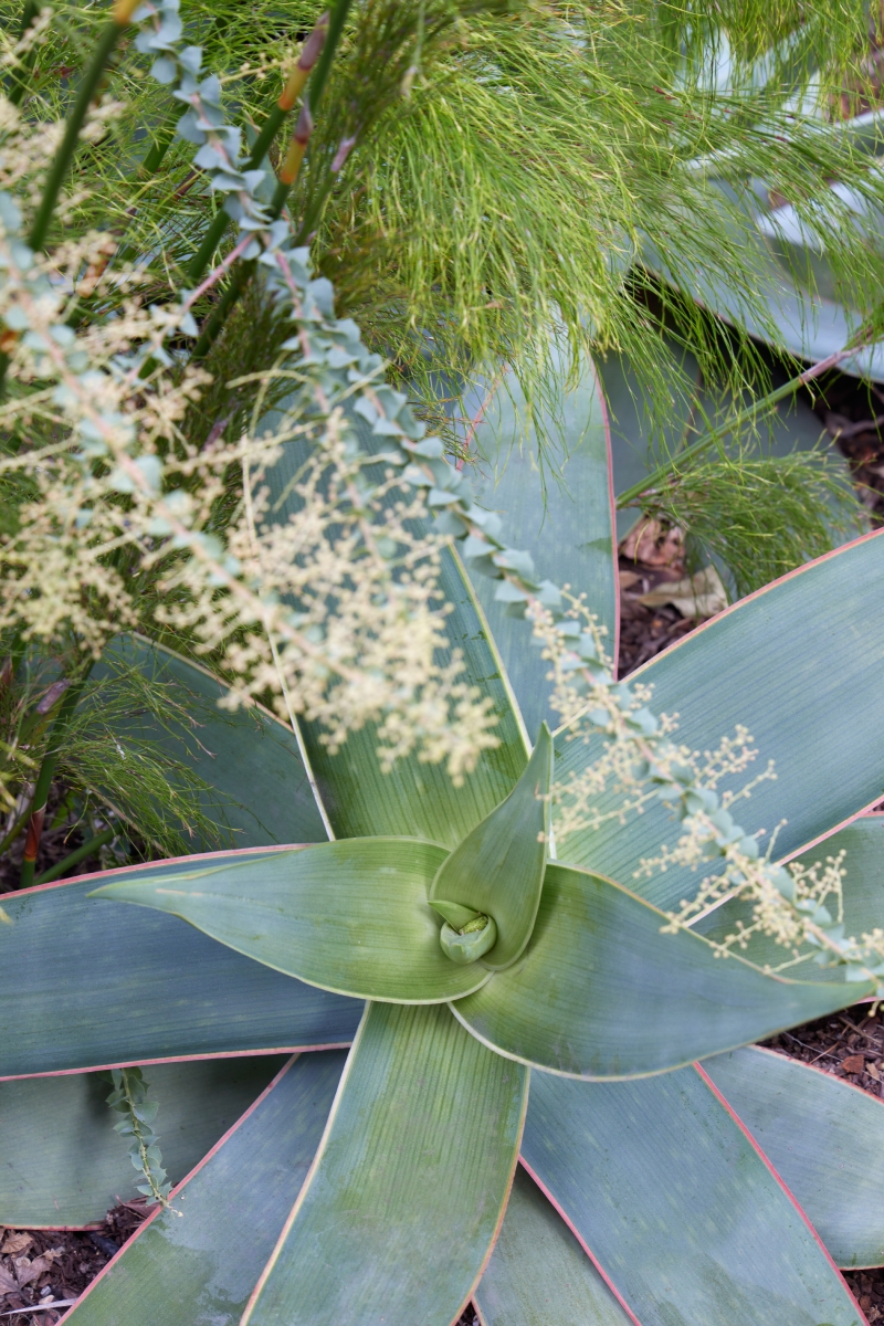 Aloe striata