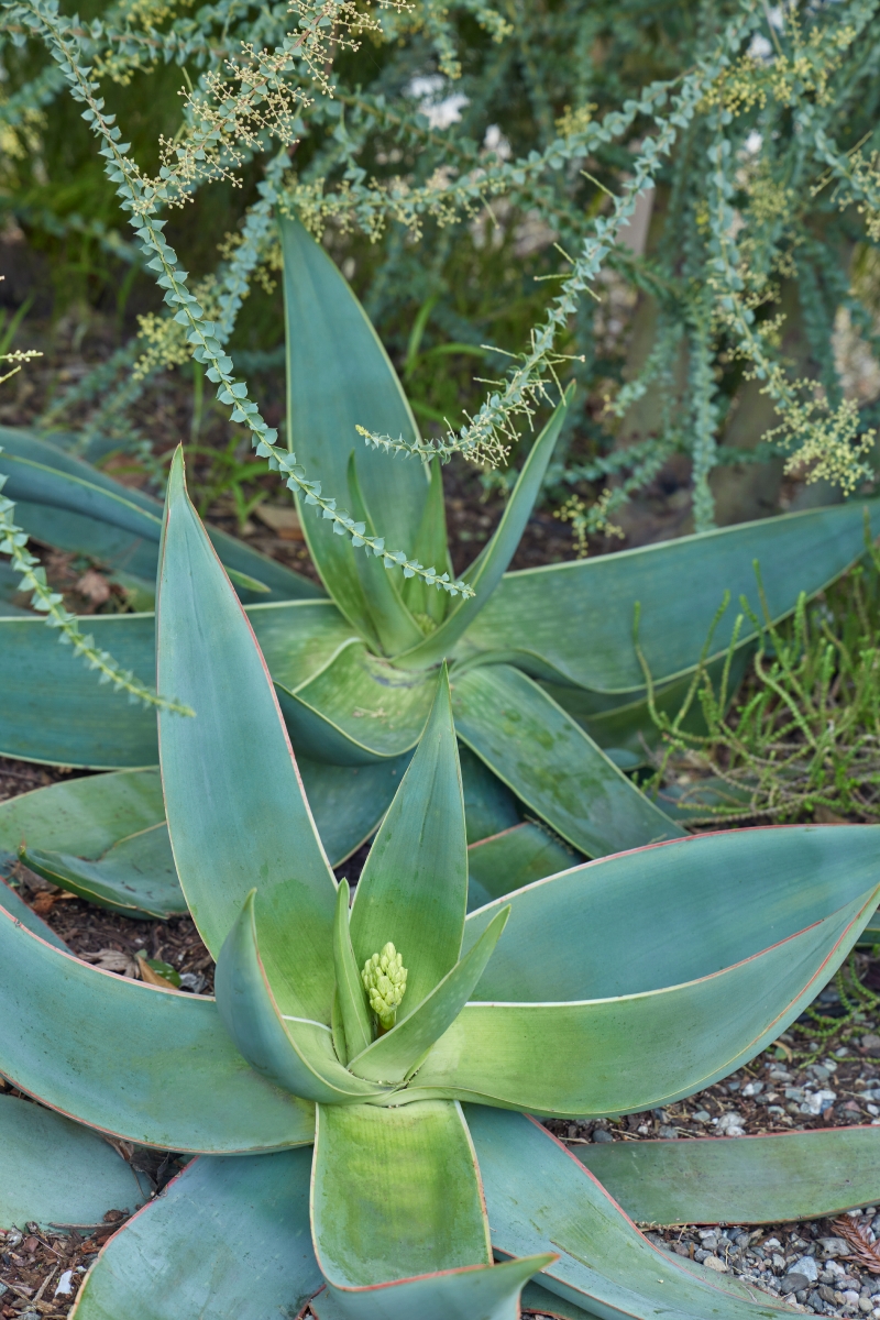 Aloe striata