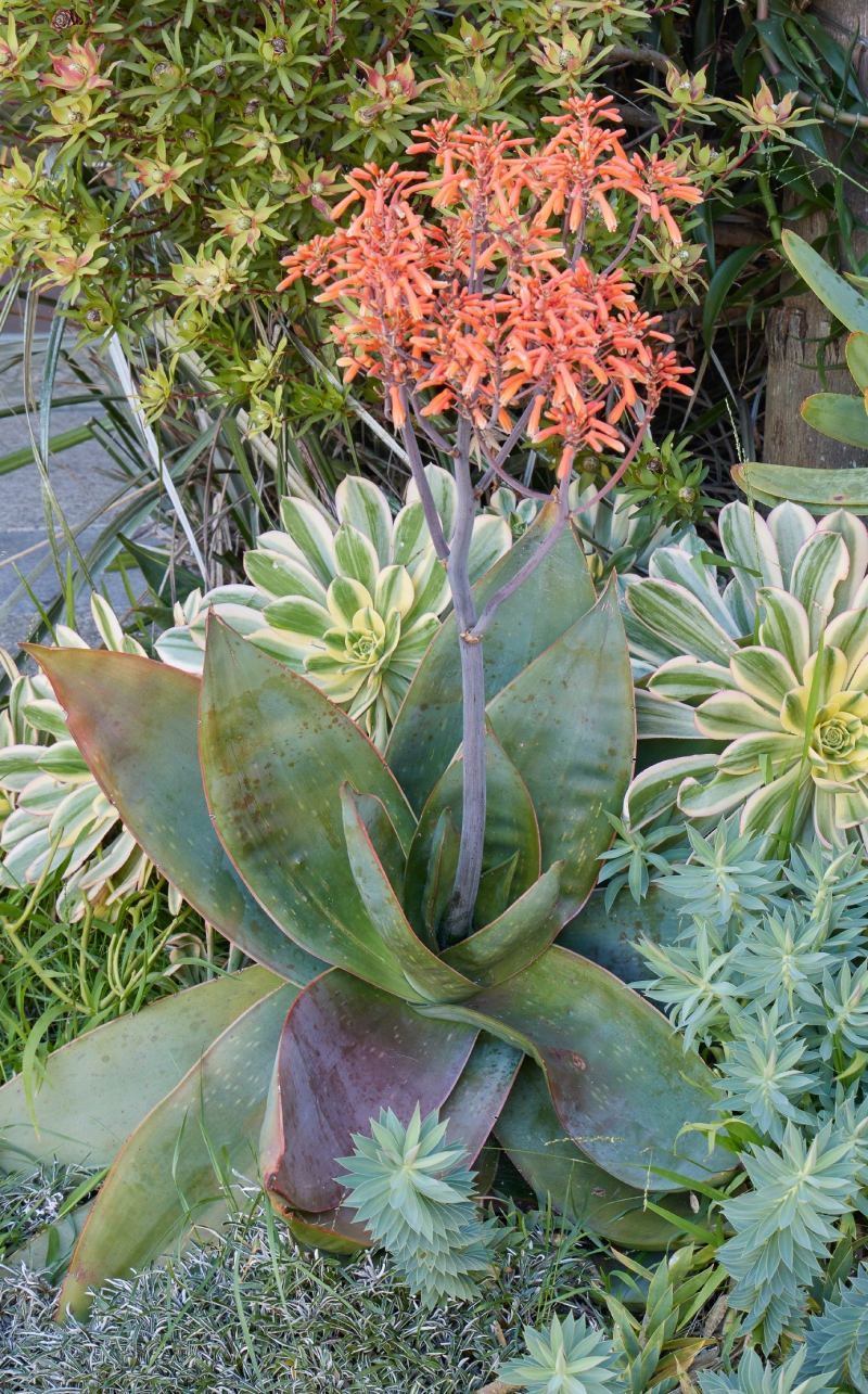 Aloe striata