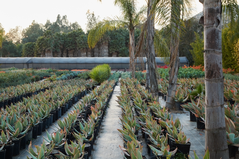 Aloe striata