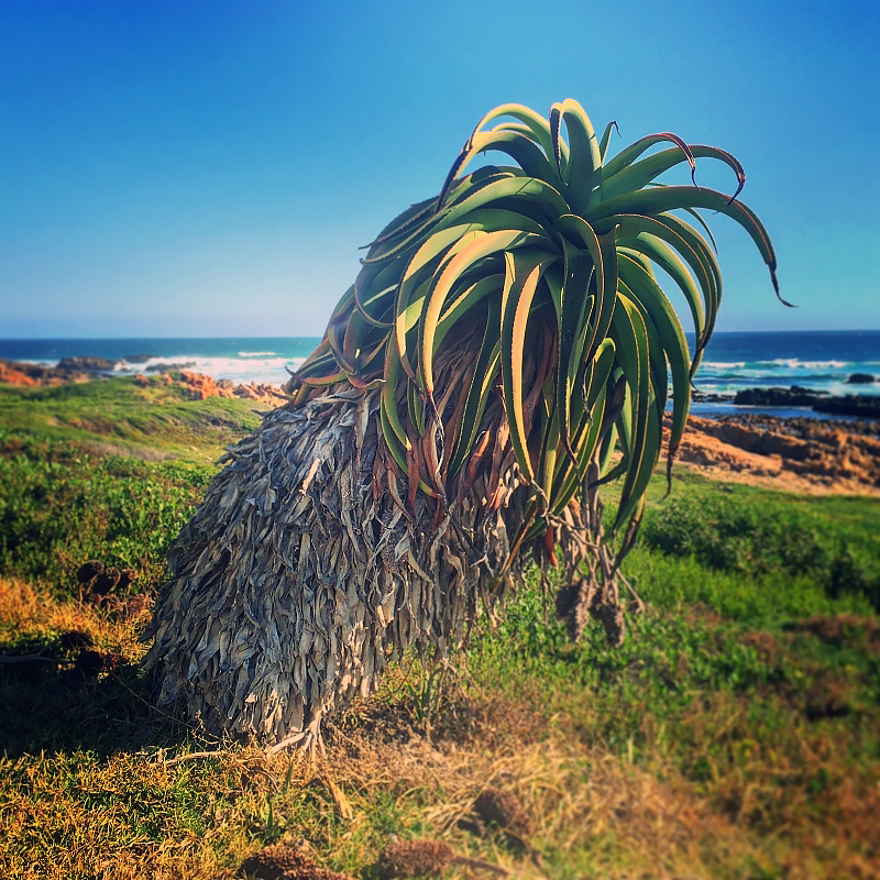 Aloe thraskii