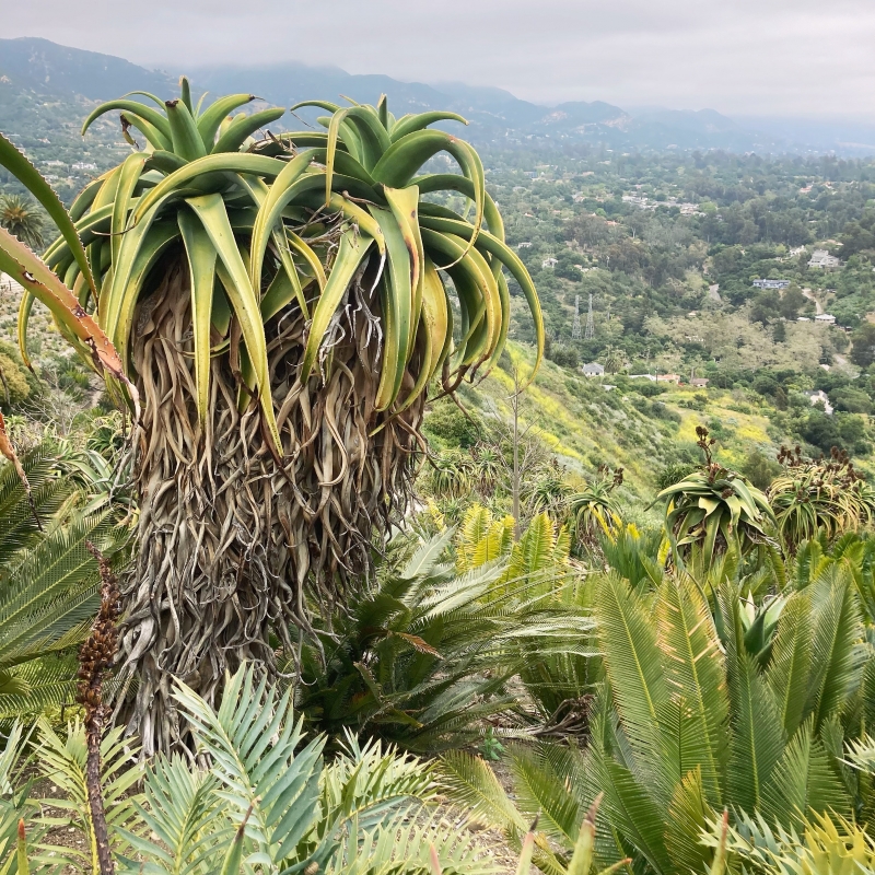 Aloe thraskii