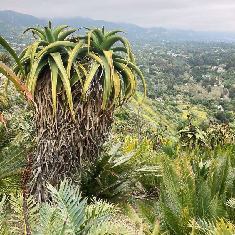 Aloe thraskii