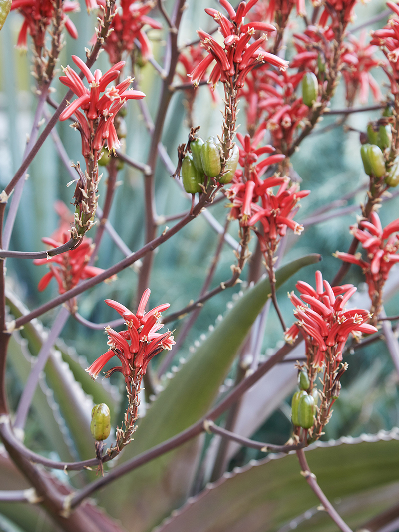 Aloe vaombe