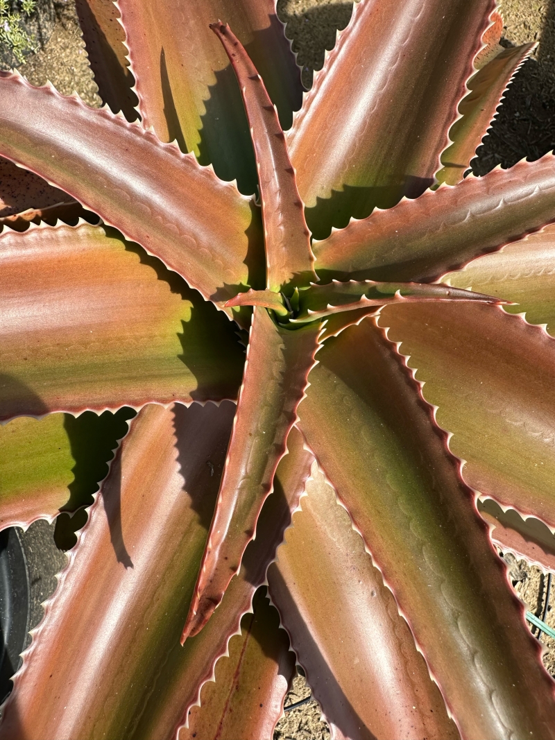 Aloe vaombe