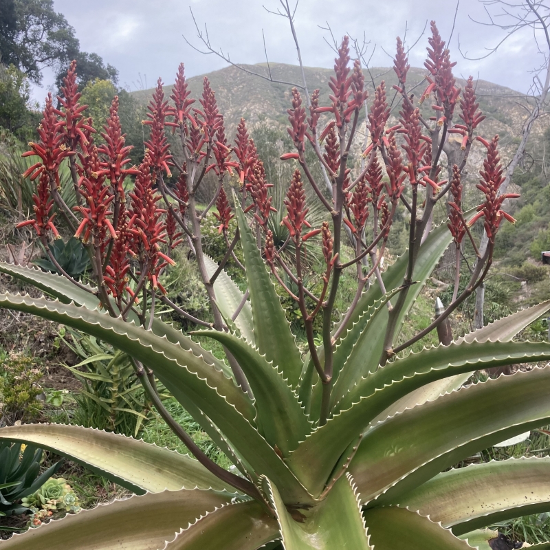 Aloe vaombe