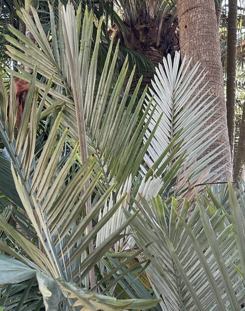 Arenga engleri