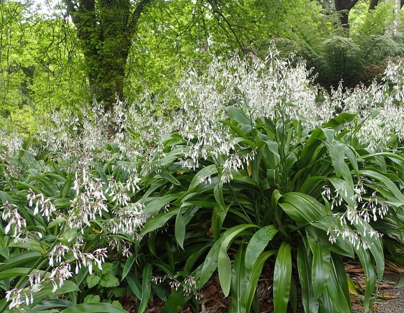 Arthropodium cirratum