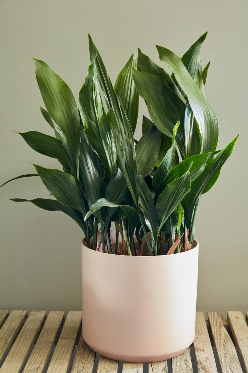 Aspidistra elatior