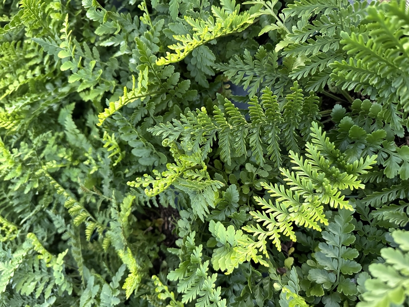 Asplenium 'Austral Gem'