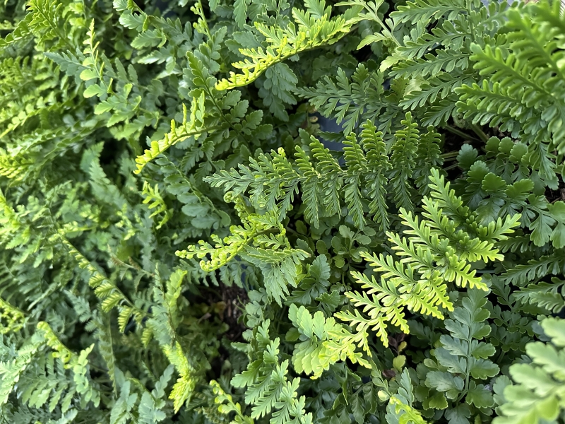 Asplenium 'Austral Gem'
