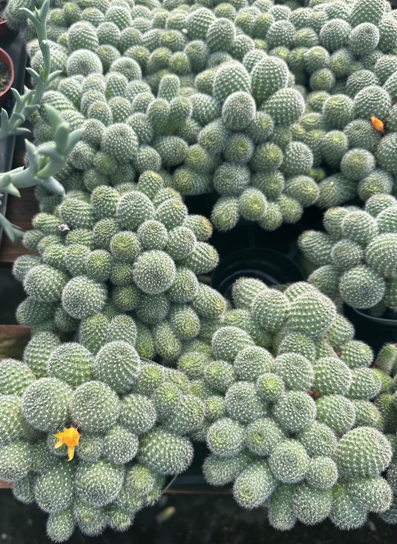 Aylostera deminuta 'Sunrise'