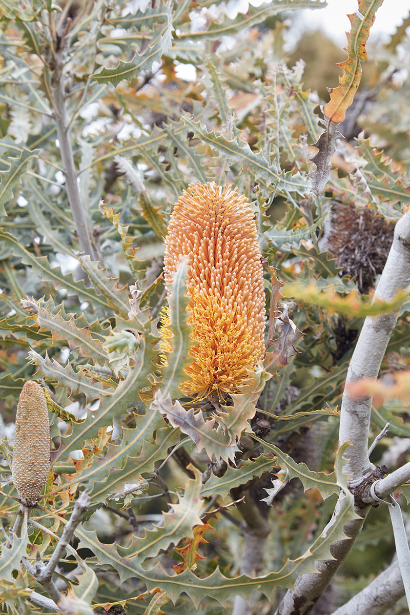 Banksia ashbyi