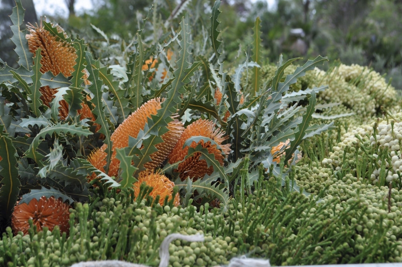 Banksia ashbyi