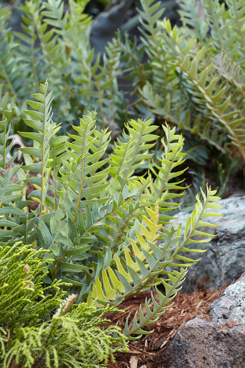 Banksia blechnifolia