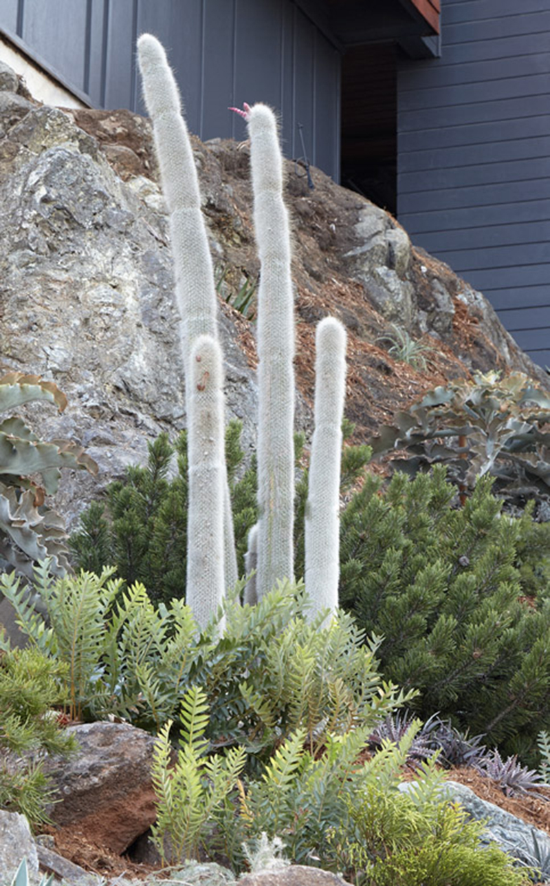 Banksia blechnifolia