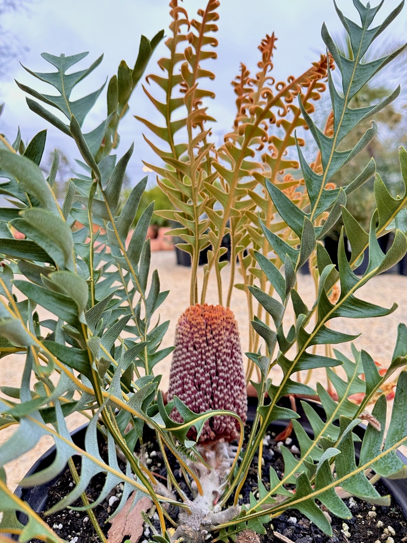 Banksia blechnifolia