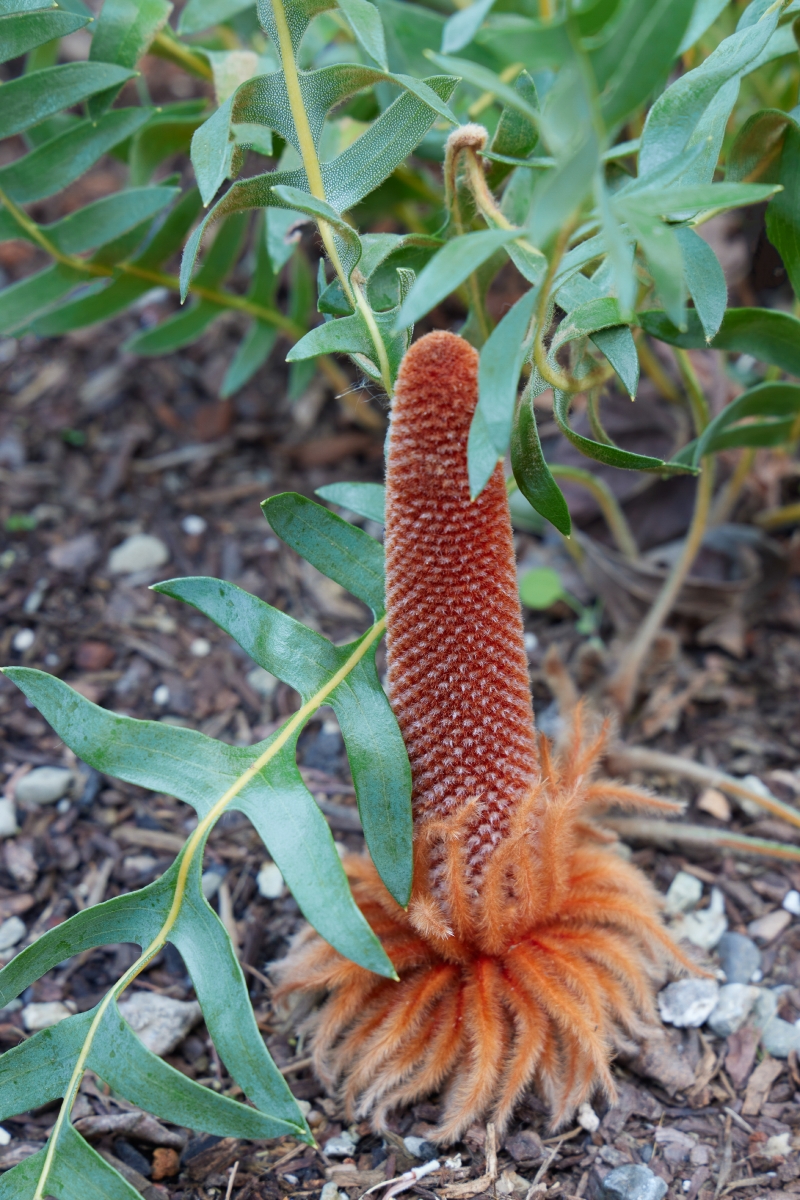 Banksia blechnifolia