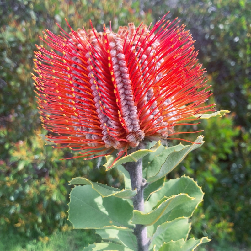 Banksia coccinea