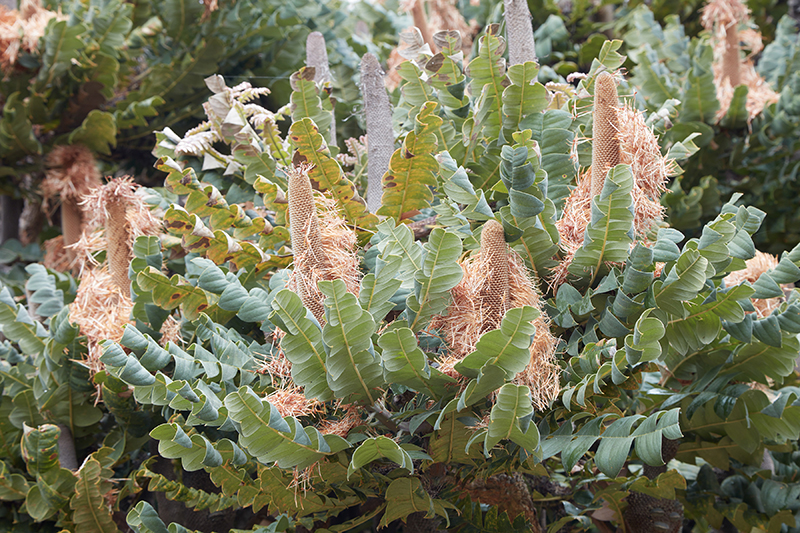 Banksia grandis