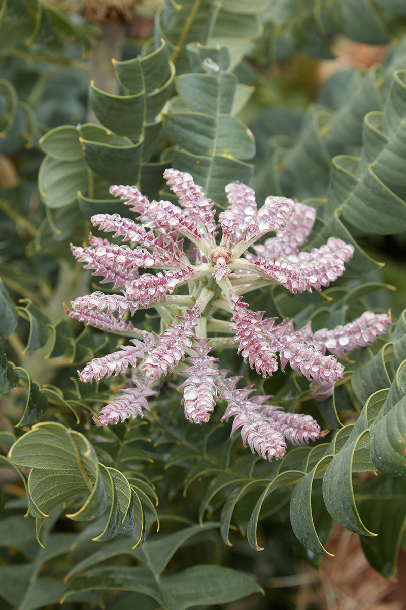 Banksia grandis