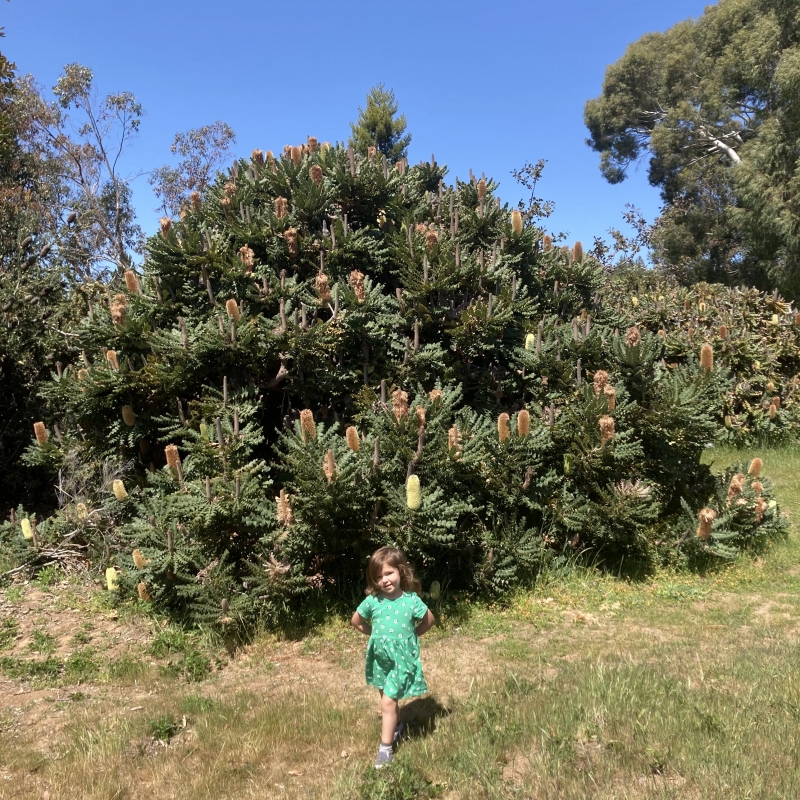 Banksia grandis