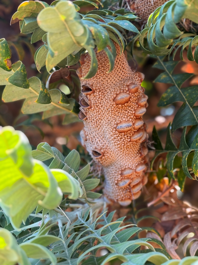 Banksia grandis