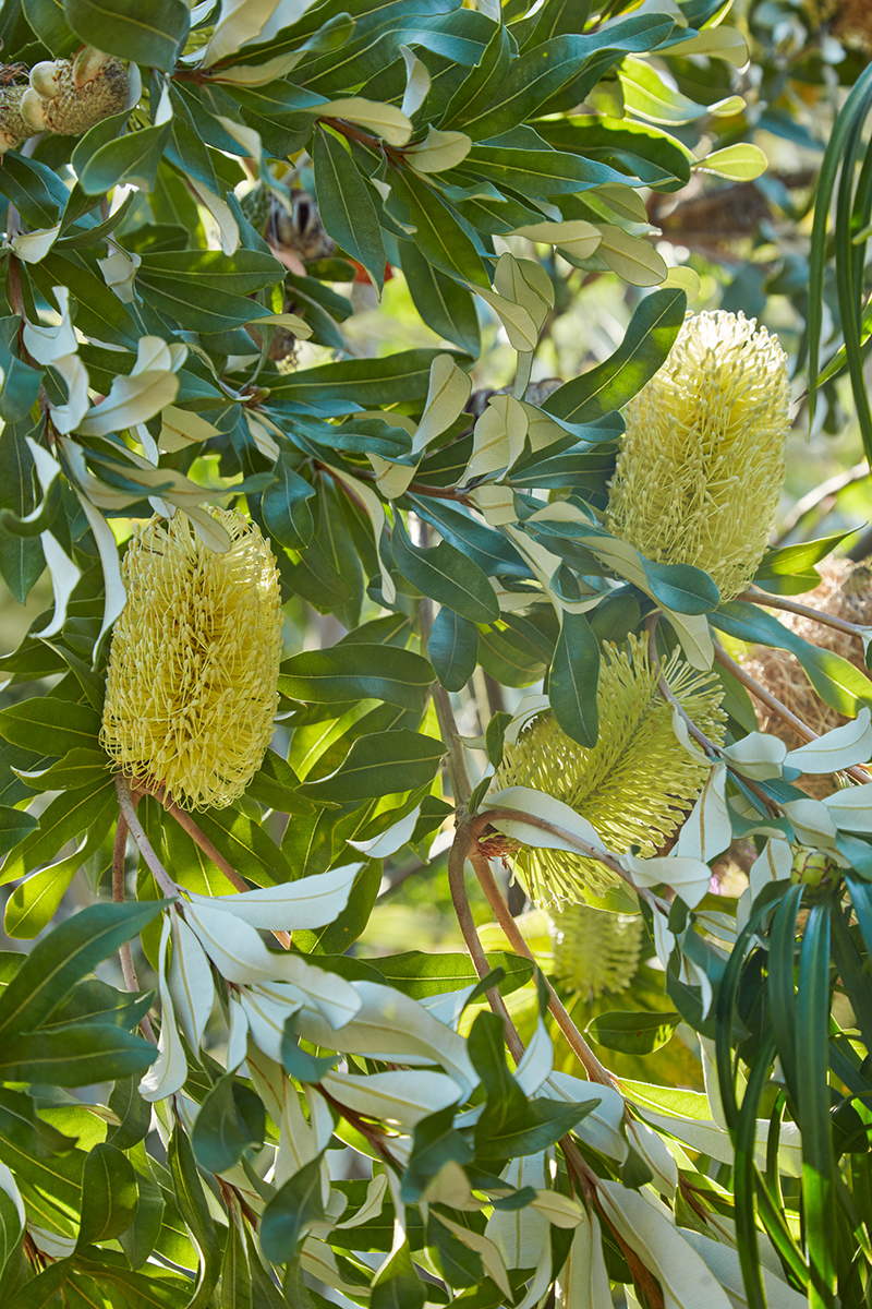 Banksia integrifolia