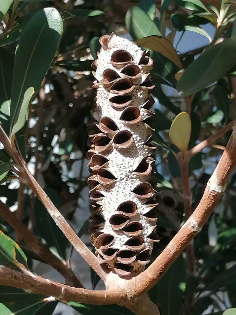 Banksia integrifolia