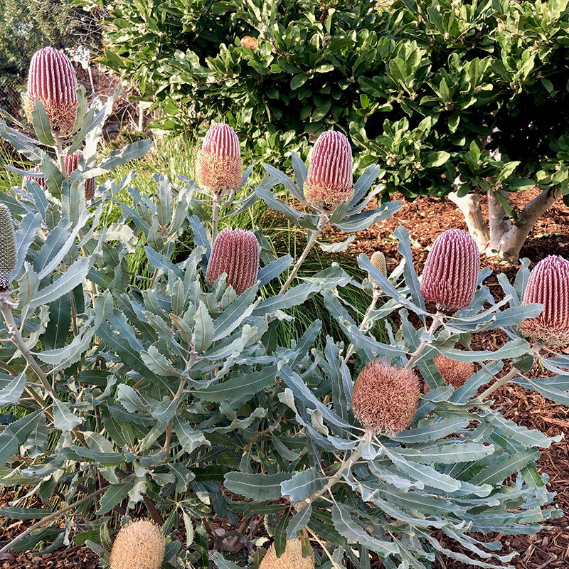 Banksia menziesii