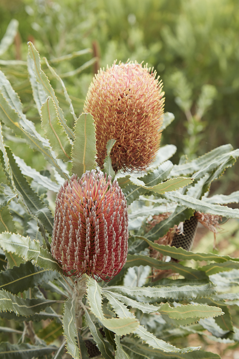 Banksia menziesii