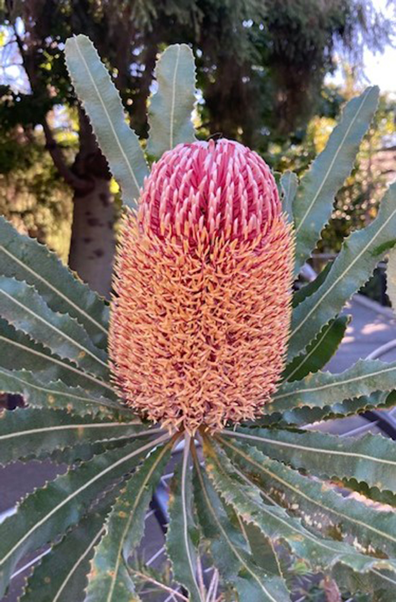 Banksia menziesii