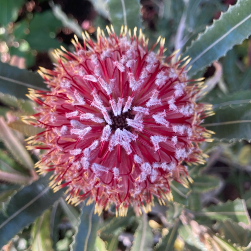Banksia menziesii 'Dwarf'