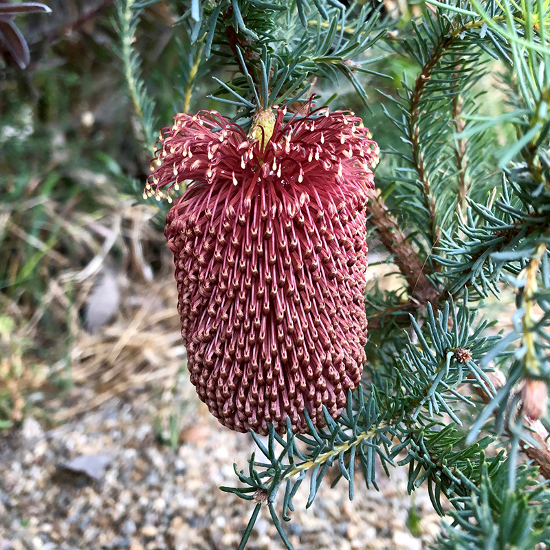 Banksia nutans