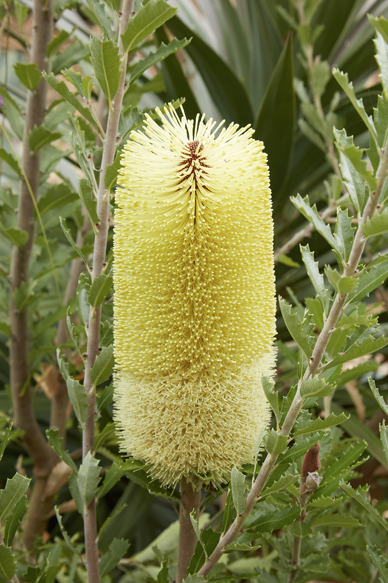 Banksia praemorsa