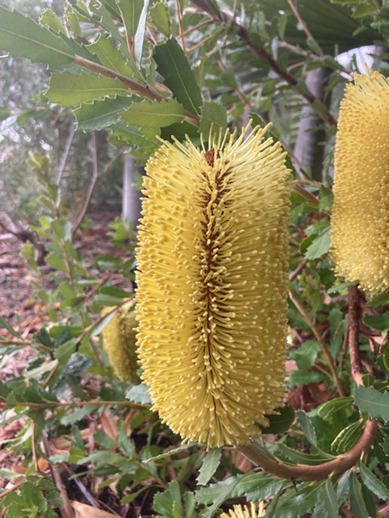 Banksia praemorsa