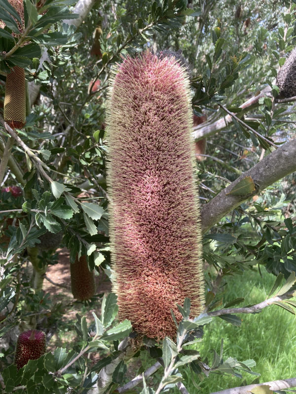 Banksia praemorsa 'Red'