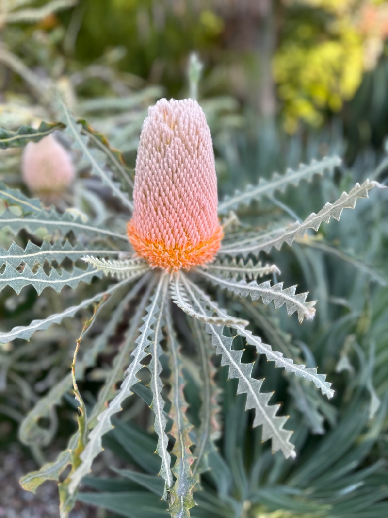 Banksia prionotes